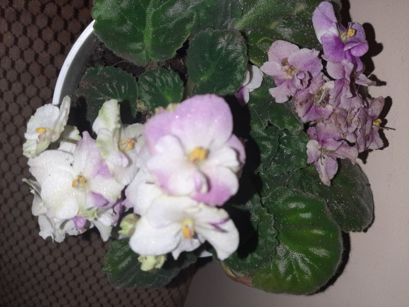  - Florile mele decembrie 2020