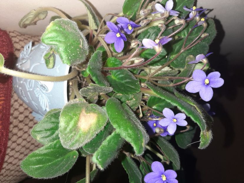  - Florile mele decembrie 2020