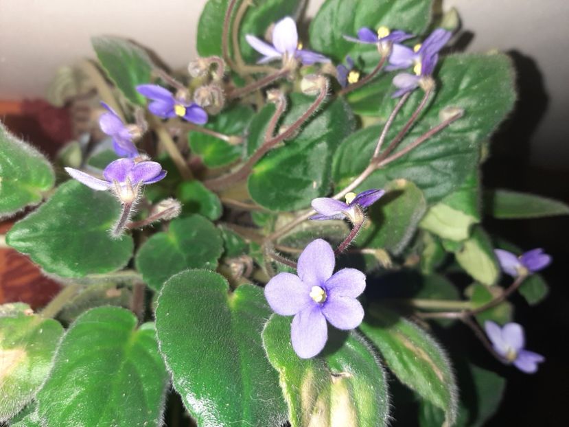  - Florile mele decembrie 2020