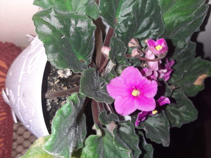  - Florile mele decembrie 2020