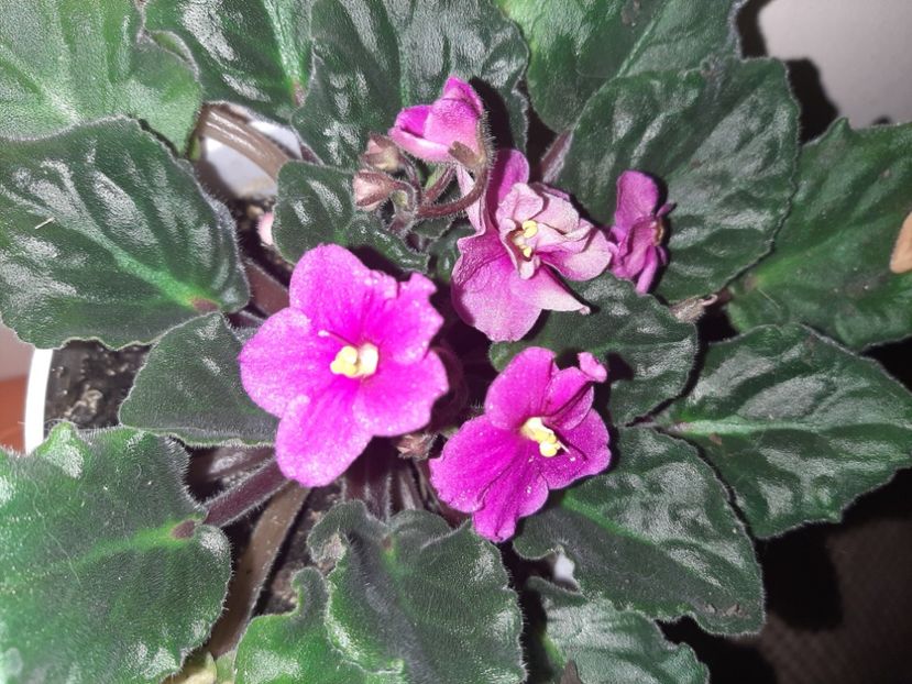  - Florile mele decembrie 2020