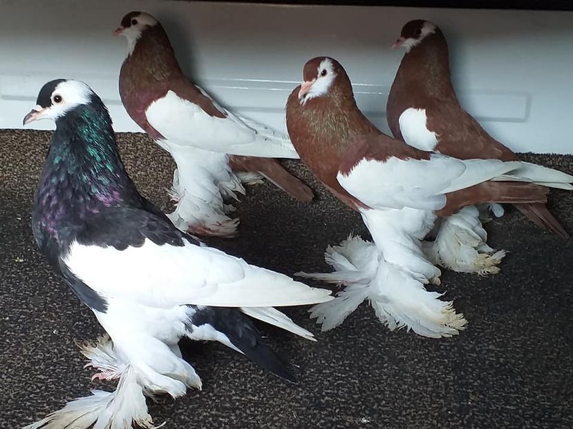 4 bucăți vândute Nazna(MS) - Porumbei VÂNDUȚI