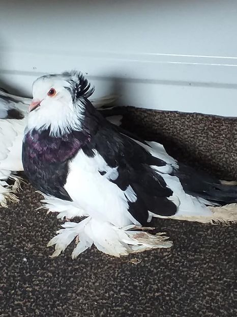 vândut Neluțu T(SB) - Porumbei VÂNDUȚI