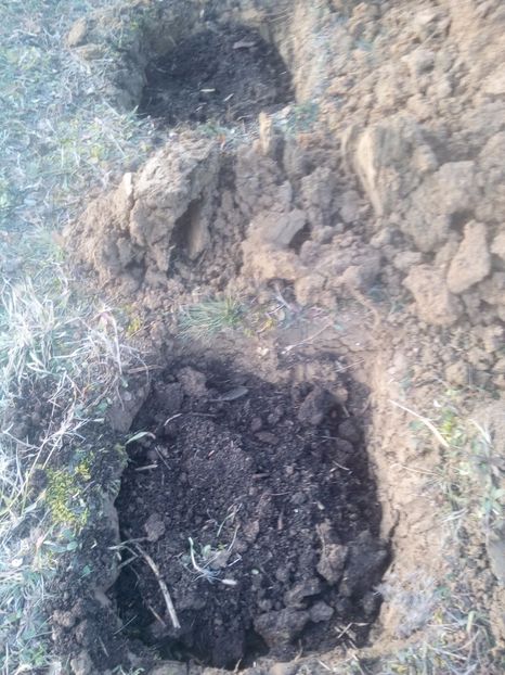 9umplerea cu pamant/compost - AFINUL SIBERIAN