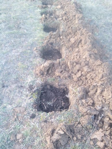 9umplerea cu pamant/compost - AFINUL SIBERIAN