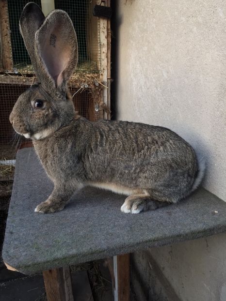 99400E66-14DC-4607-9046-36A323898C97 - RO 8-3036