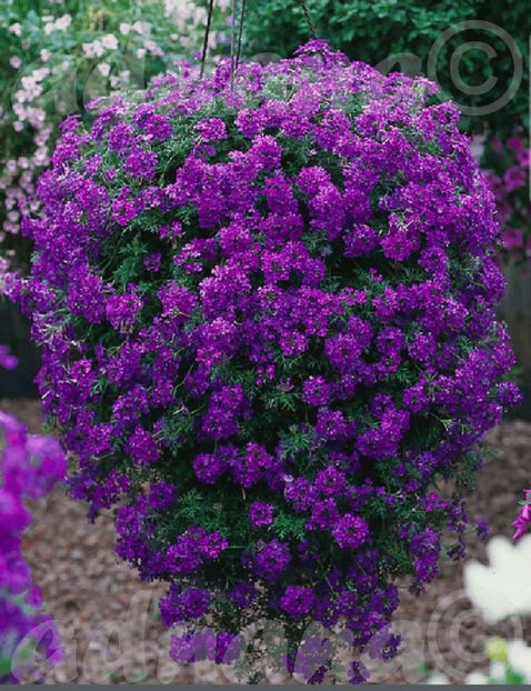  - Verbena curgatoare