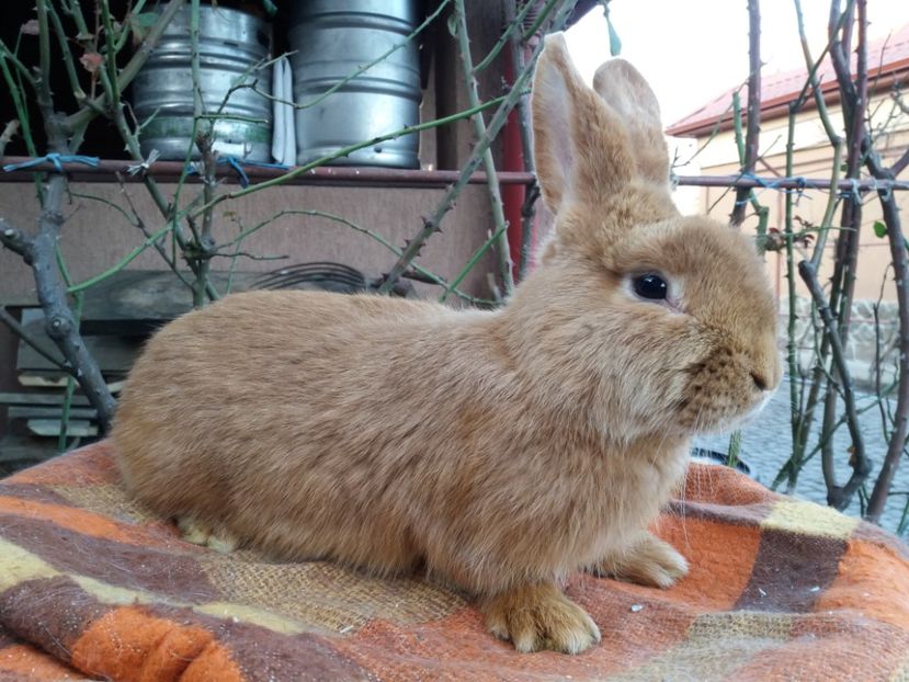  - Neozeelandez TINERET 2020