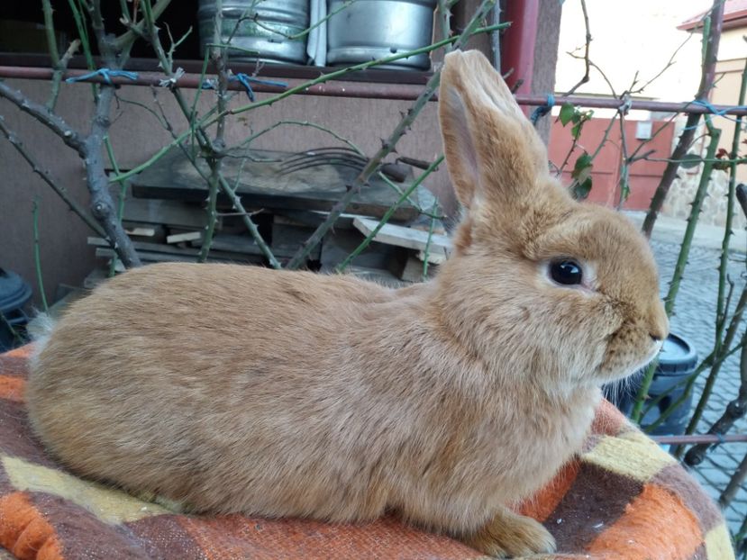  - Neozeelandez TINERET 2020