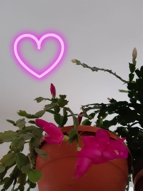  - Schlumbergera 2014-2020