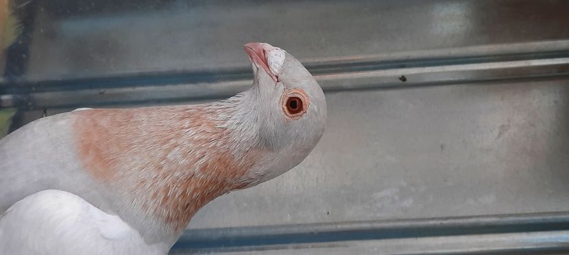  - pasari si porumbei ce detin in prezent