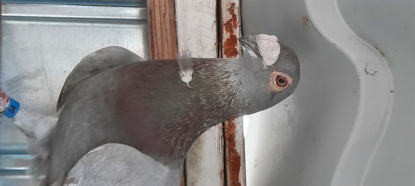  - pasari si porumbei ce detin in prezent