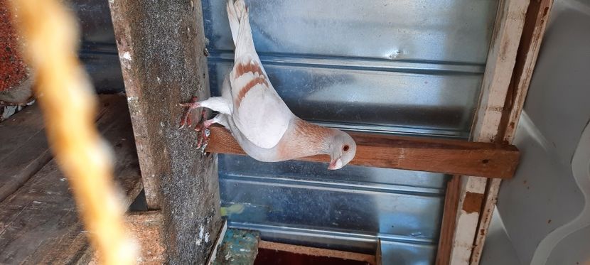  - pasari si porumbei ce detin in prezent