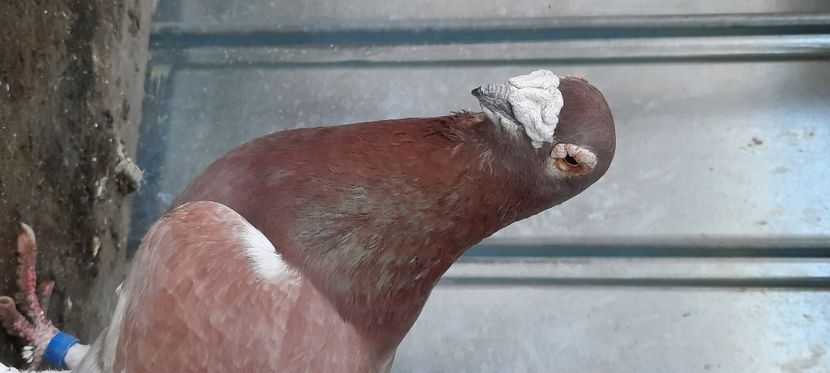  - pasari si porumbei ce detin in prezent