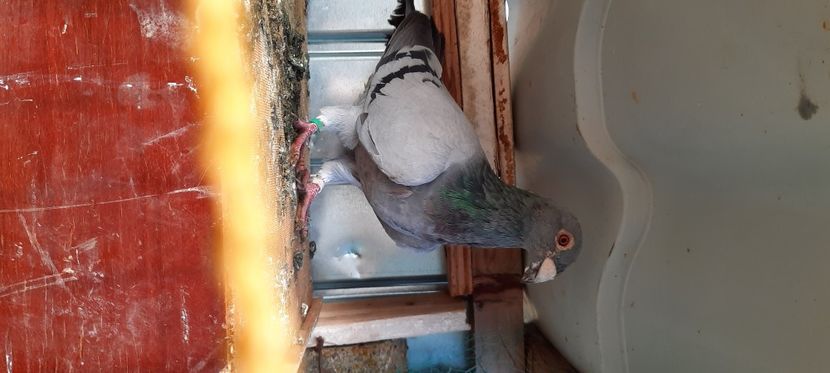  - pasari si porumbei ce detin in prezent