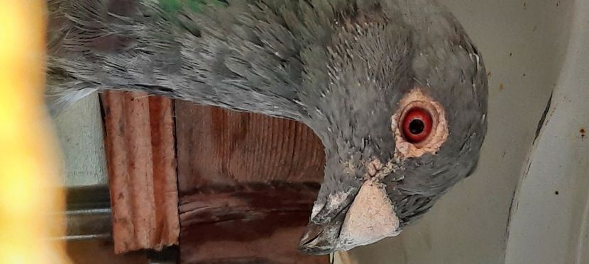  - pasari si porumbei ce detin in prezent