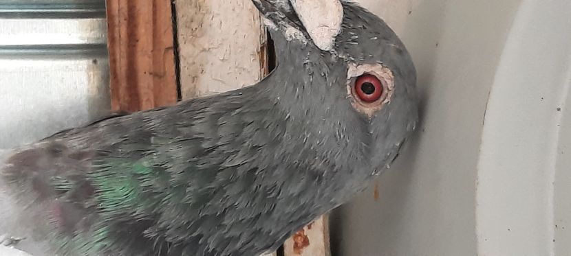  - pasari si porumbei ce detin in prezent