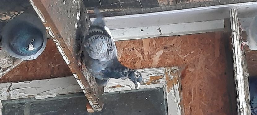  - pasari si porumbei ce detin in prezent