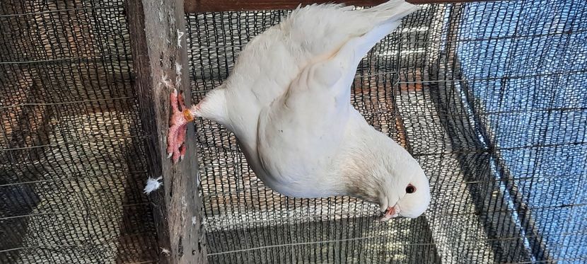  - pasari si porumbei ce detin in prezent