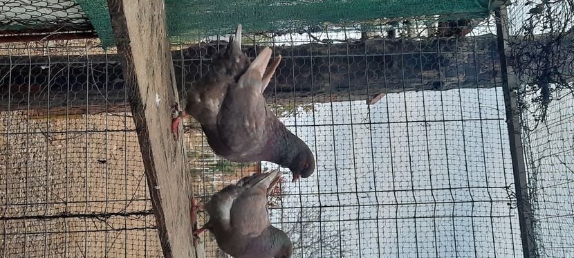  - pasari si porumbei ce detin in prezent