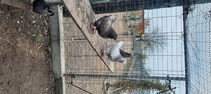  - pasari si porumbei ce detin in prezent