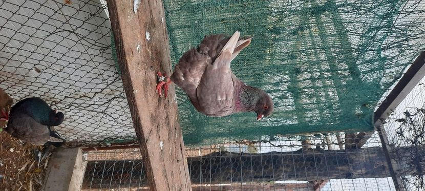  - pasari si porumbei ce detin in prezent