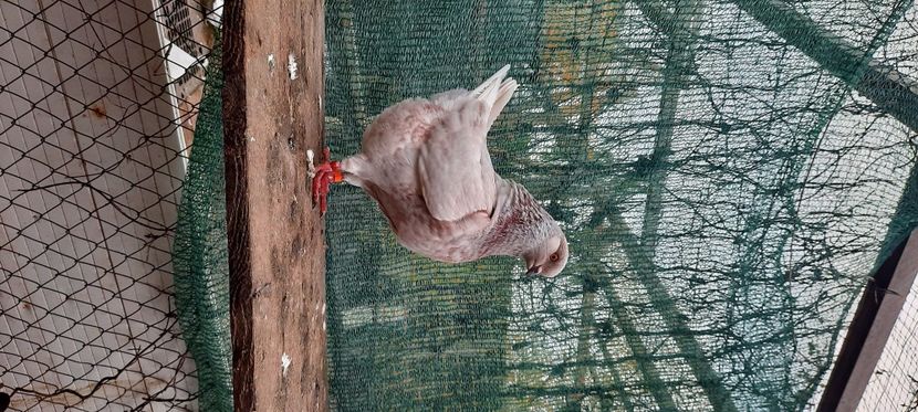  - pasari si porumbei ce detin in prezent