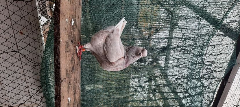  - pasari si porumbei ce detin in prezent