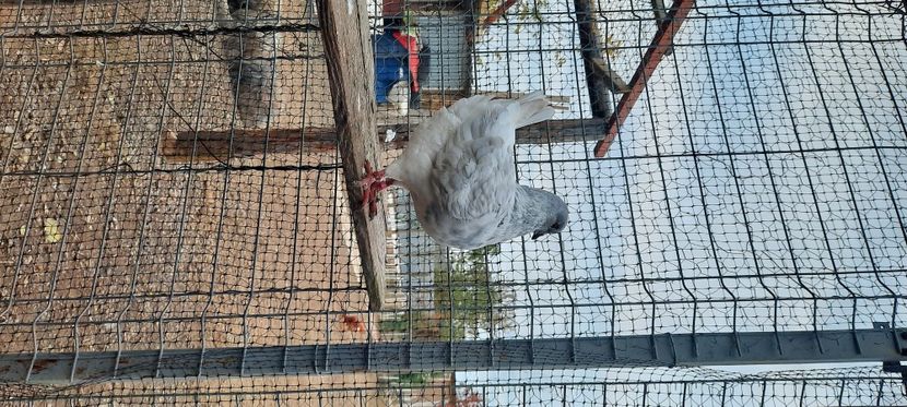  - pasari si porumbei ce detin in prezent