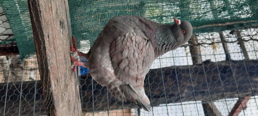  - pasari si porumbei ce detin in prezent