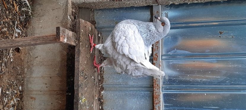  - pasari si porumbei ce detin in prezent