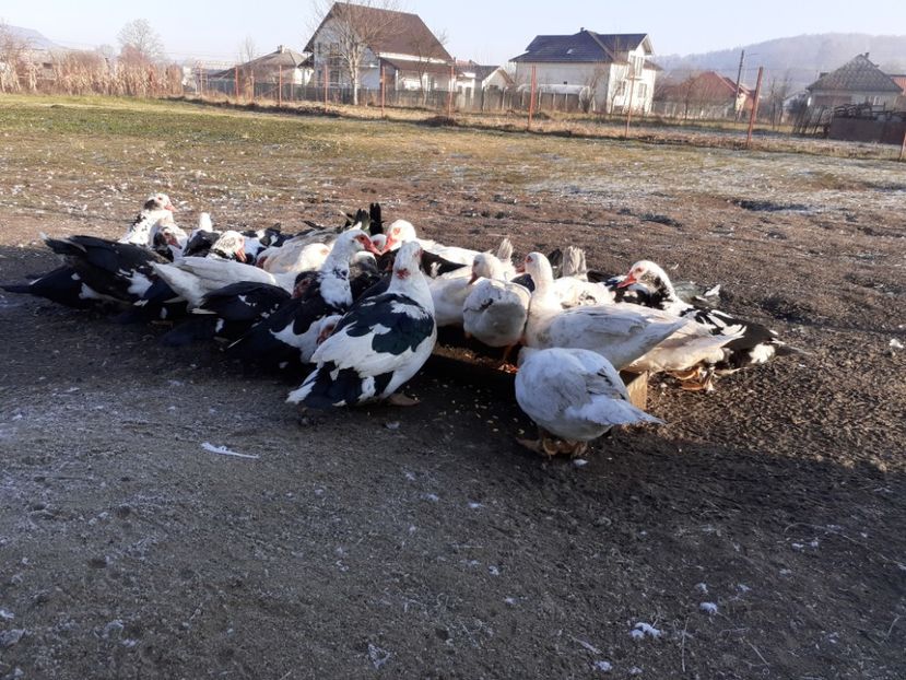  - RAȚE - MUTE