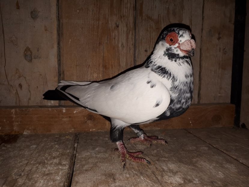 F vîndută - J2 _ tineret 2020