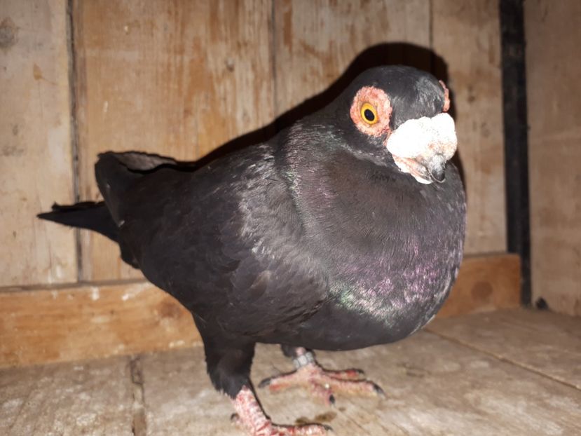 F vîndută - J2 _ tineret 2020