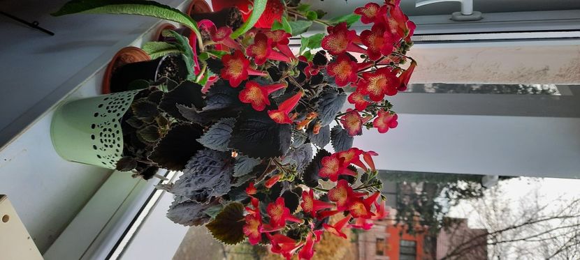 2020 - Northwoods Sunburst