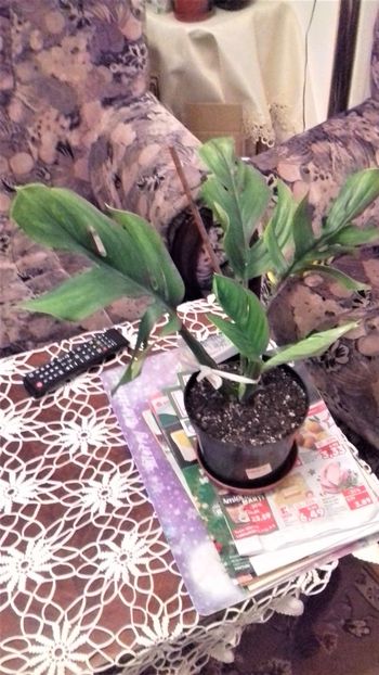 Monstera pinnatipartita - 003-1 Mostera