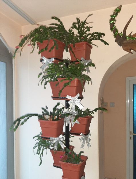  - Florile mele decembrie 2020