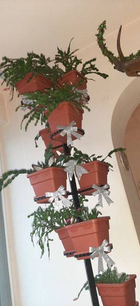  - Florile mele decembrie 2020