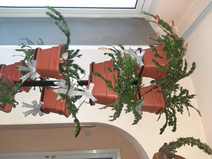  - Florile mele decembrie 2020