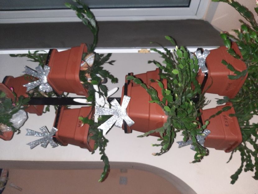  - Florile mele decembrie 2020