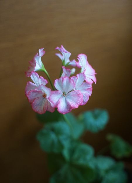  - Mușcate