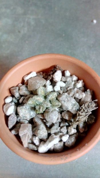 M. bertholdii - Mammillaria