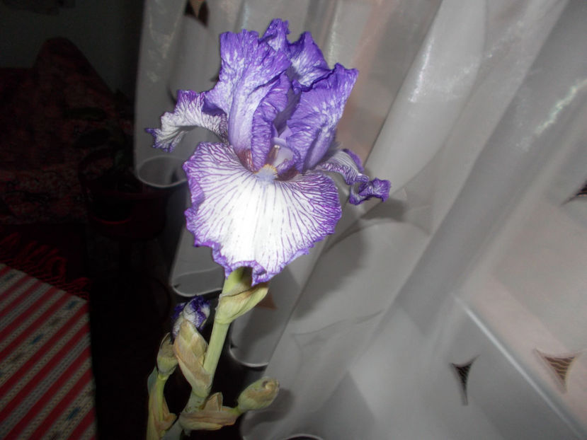 autumn circus - IRISI -NOUTATI - 2020