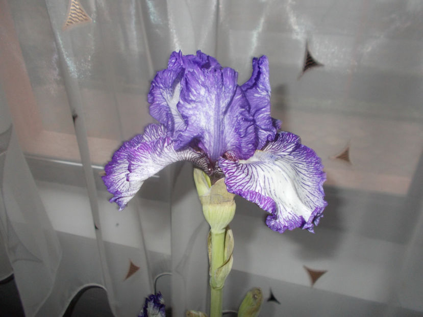 a inflorit azi 09.12.2020 - IRISI -NOUTATI - 2020