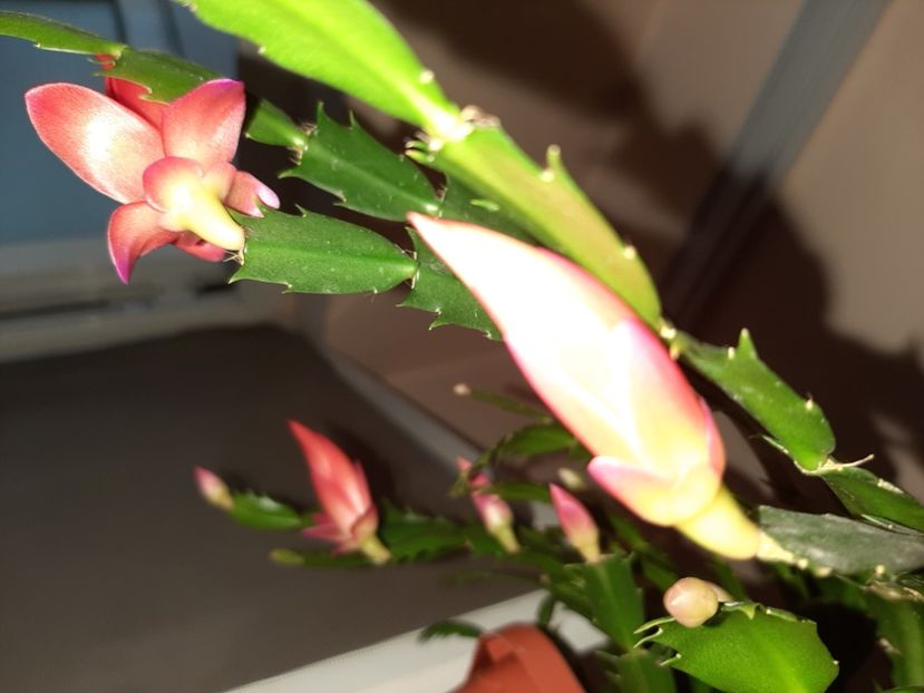  - Florile mele decembrie 2020