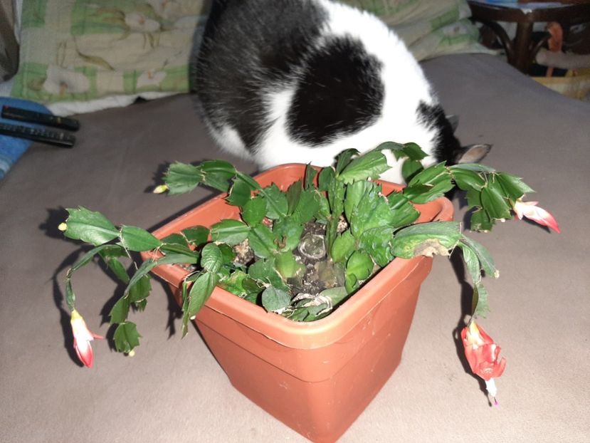  - Florile mele decembrie 2020