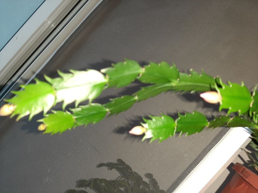  - Florile mele decembrie 2020