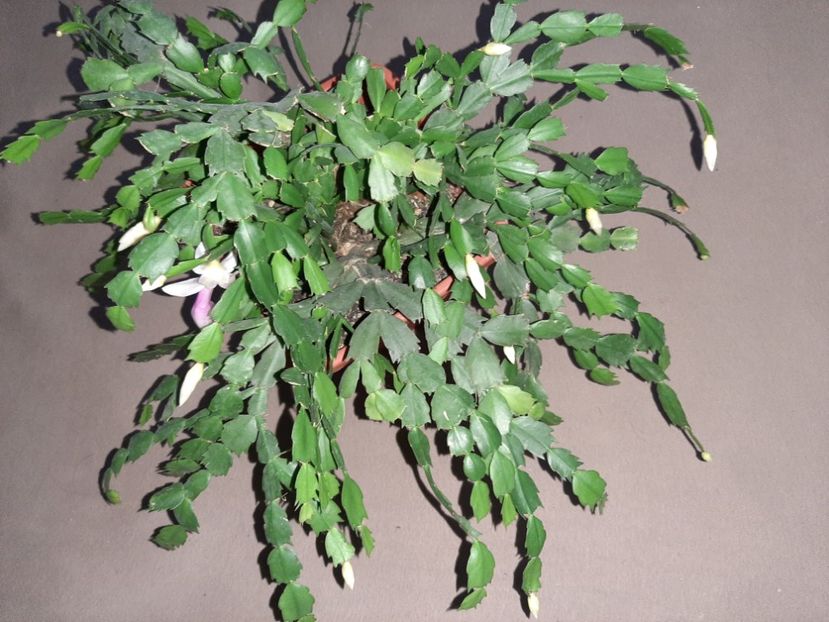  - Florile mele decembrie 2020