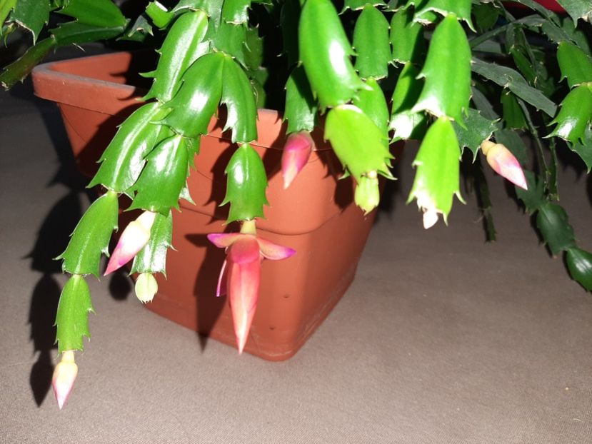  - Florile mele decembrie 2020