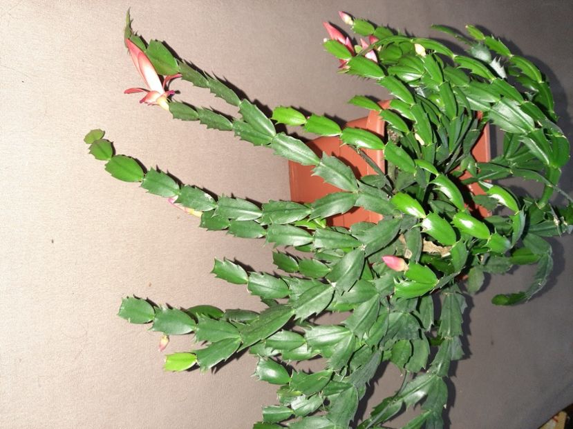  - Florile mele decembrie 2020